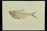 Fossil Fish (Diplomystus) - Green River Formation #122787-1